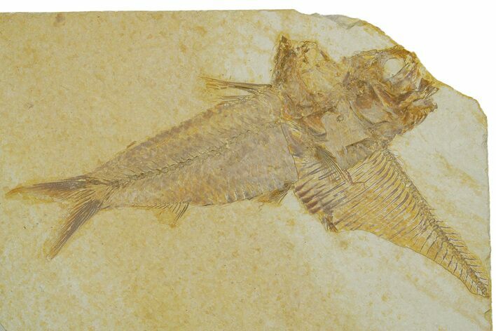 Plate With Two Fossil Fish (Diplomystus & Knightia) - Wyoming #373835
